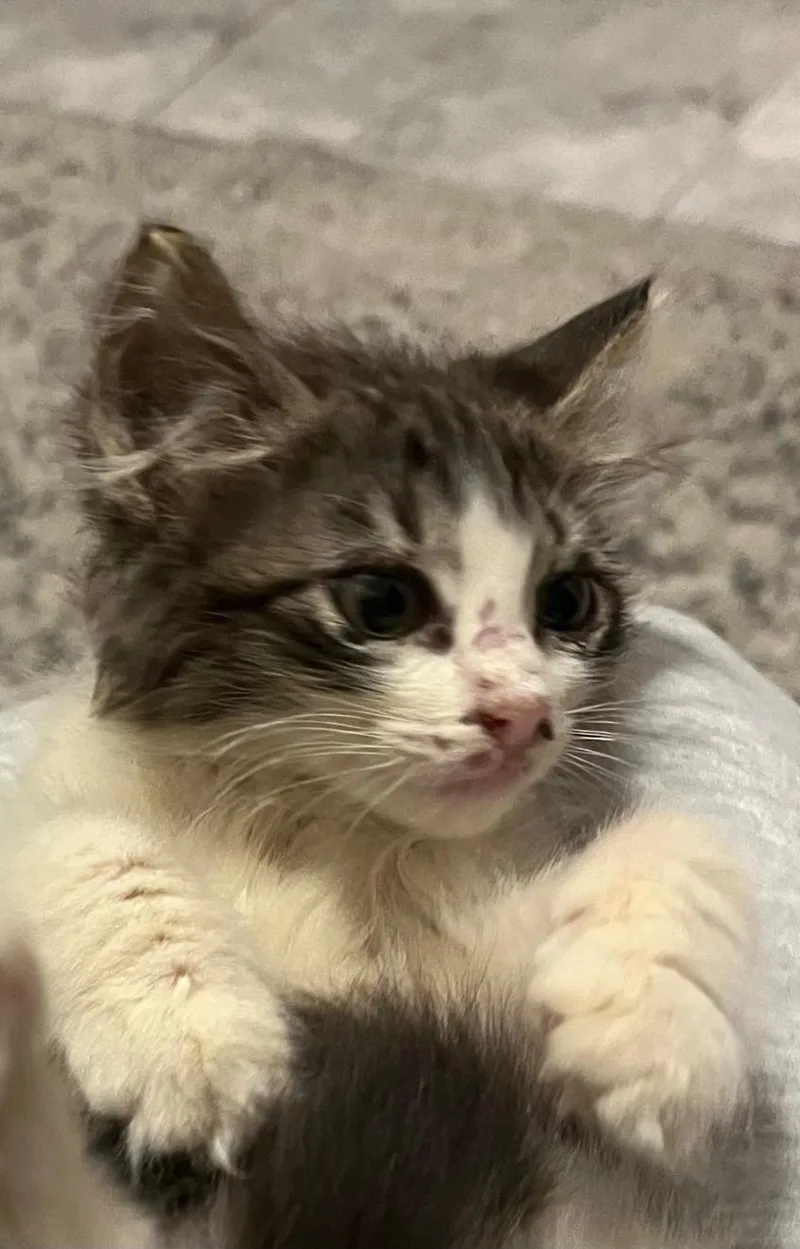 A baby medium-sized female Tabby cat named Blossom for adoption in Orlando, FL