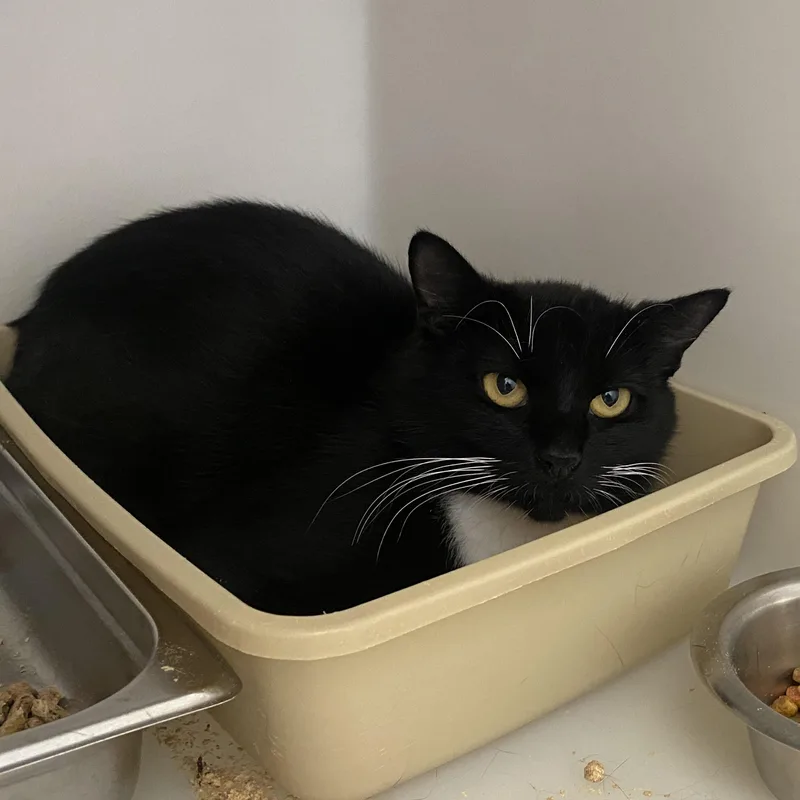 A young medium-sized female Black & White / Tuxedo Domestic Short Hair cat named Sky for adoption in King George, VA