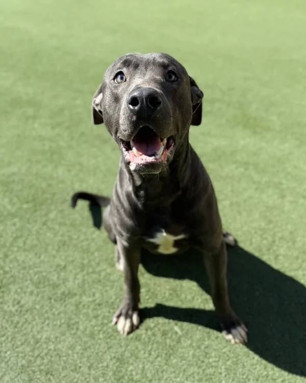 A young medium-sized male Pit Bull Terrier dog named Mr. Cutie Pie for adoption in Topeka, KS
