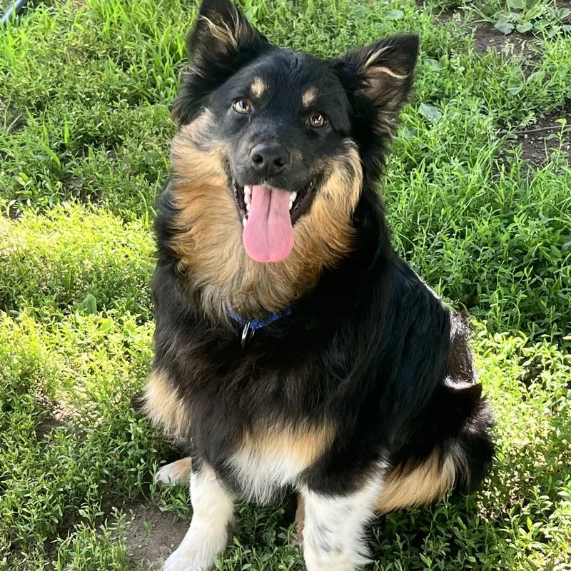 An adult medium-sized female Black Australian Shepherd dog named Cranberry for adoption in Concord, NH
