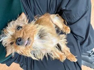 A young small-sized female Gray / Blue / Silver Yorkshire Terrier dog named Bitsy for adoption in Tifton, GA