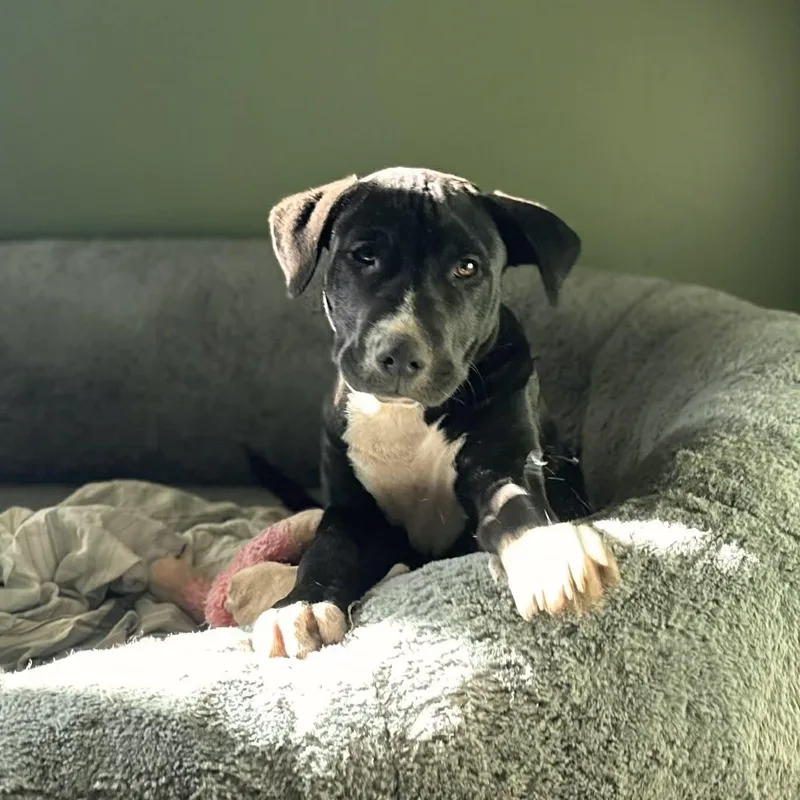 Boone Man's Best Friend thumbnail 4