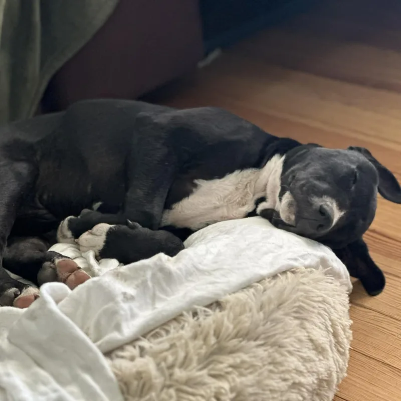 Boone Man's Best Friend thumbnail 5