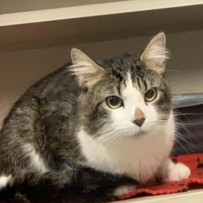 An adult medium-sized female Gray & White Domestic Medium Hair cat named Radar for adoption in Greensboro, NC