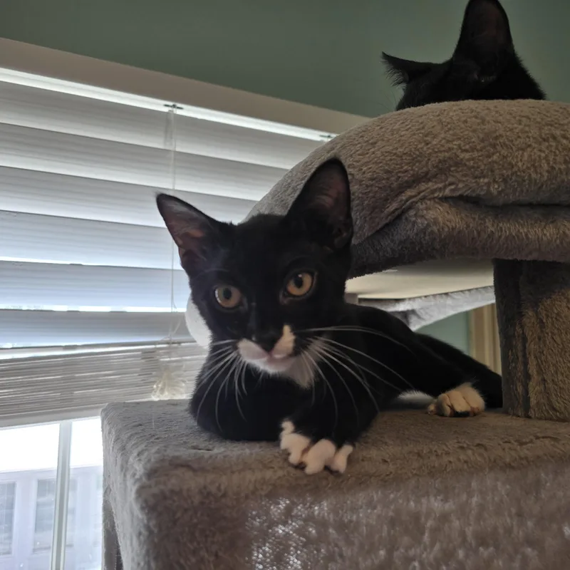 A baby medium-sized male Black & White / Tuxedo Tuxedo cat named Jerry for adoption in Woodbridge, NJ