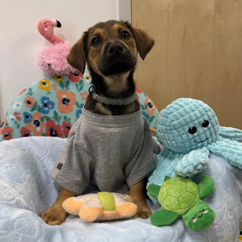 A baby small-sized male Brown / Chocolate Mixed Breed dog named Scuba Steve for adoption in Austin, TX