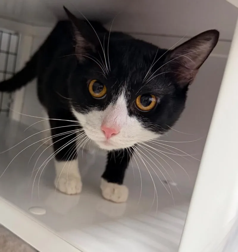 A young large-sized male Domestic Short Hair cat named Salem for adoption in Ewing, NJ