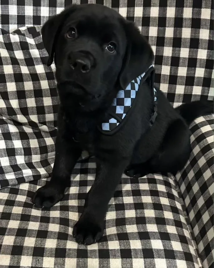 A baby large-sized male Black Labrador Retriever dog named Marty spookpream for adoption in Evergreen, CO
