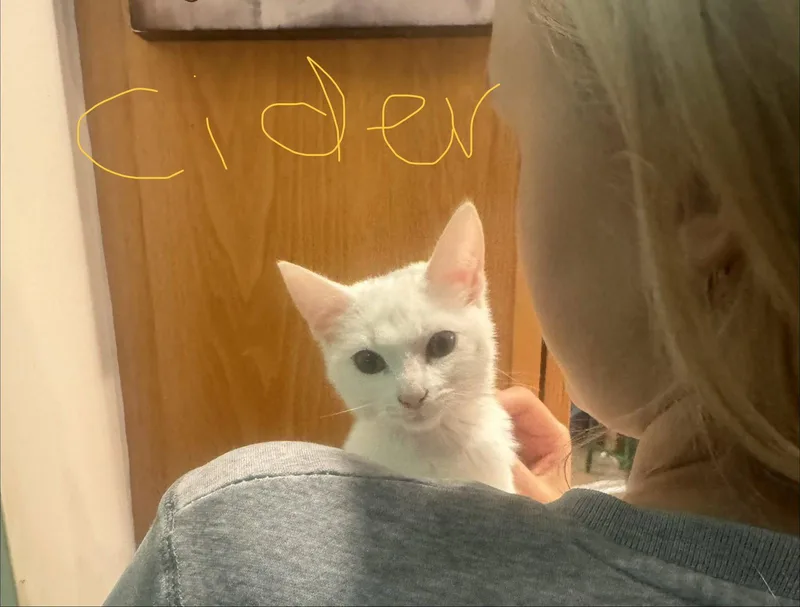 A baby small-sized male White Domestic Short Hair cat named C Litter Cider for adoption in Livonia, MI