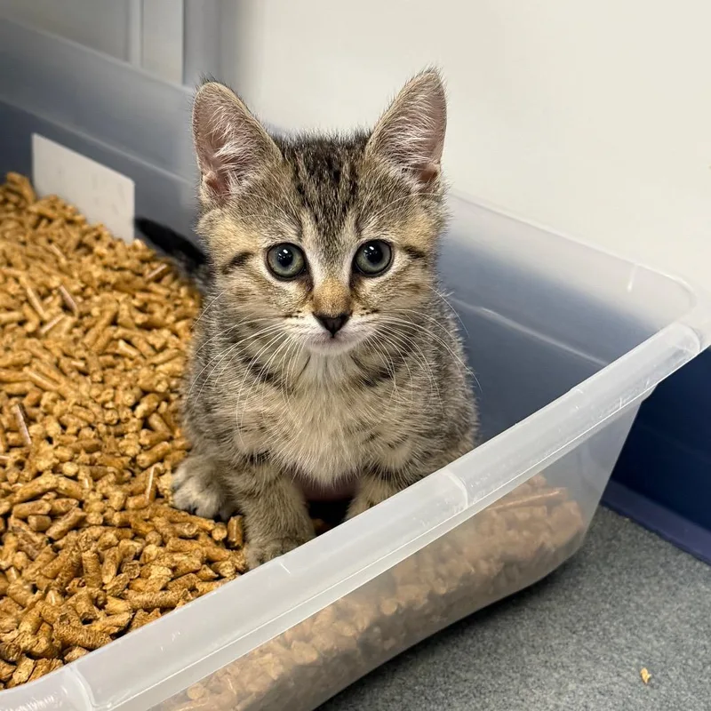 A baby small-sized female Brown / Chocolate Domestic Short Hair cat named Watermelon for adoption in West Palm Beach, FL