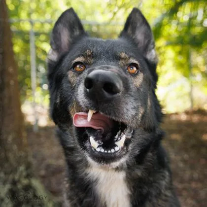An adult large-sized male German Shepherd Dog dog named Marshall for adoption in Largo, FL