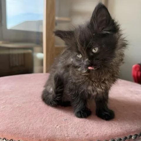 A baby medium-sized male Black Domestic Long Hair cat named Tommy for adoption in Seymour, TN