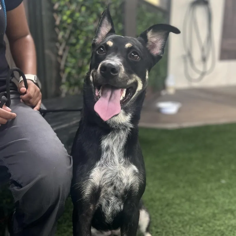 A young medium-sized female Mixed Breed dog named Meow  AKA Meekah for adoption in LOXAHATCHEE, FL