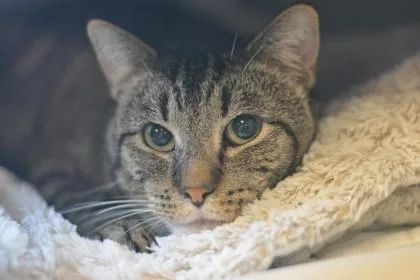 An adult medium-sized male Domestic Short Hair cat named Jasper for adoption in Fallston, MD