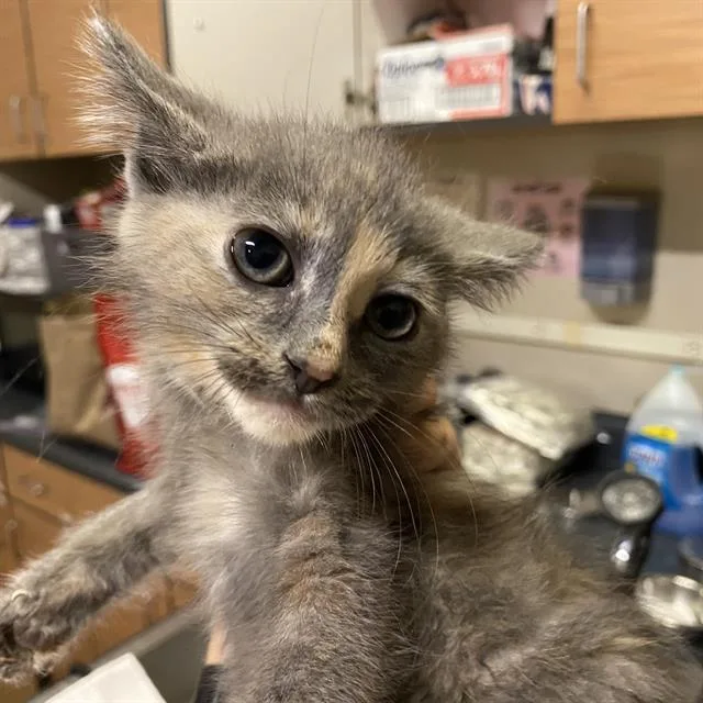A baby small-sized female Domestic Short Hair cat named Sneakers for adoption in Modesto, CA
