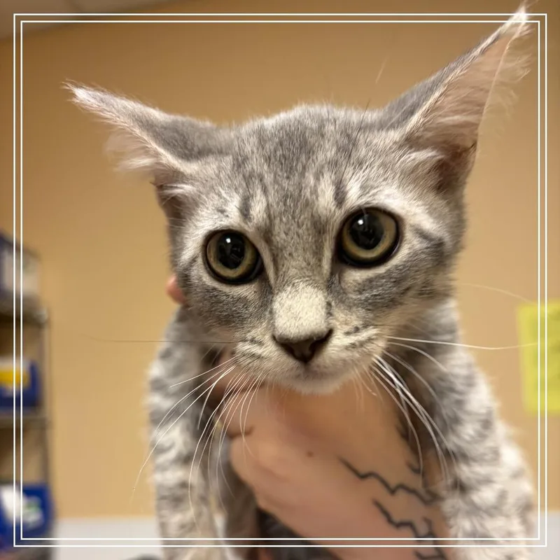 A baby small-sized male Gray / Blue / Silver Domestic Short Hair cat named FWT Carver for adoption in Midland, TX