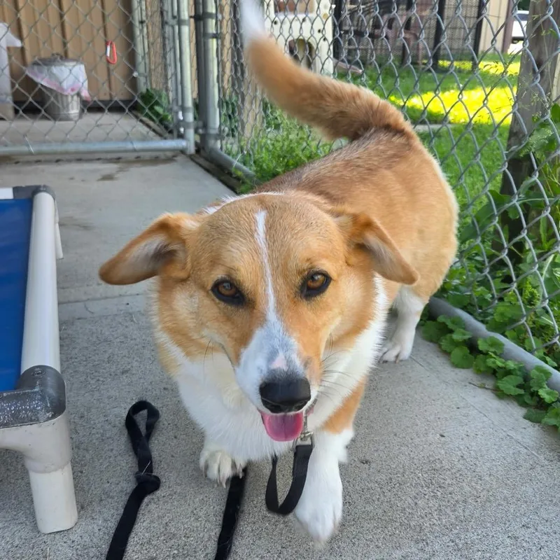 An adult medium-sized male Yellow / Tan / Blond / Fawn Cardigan Welsh Corgi dog named Mufasa for adoption in Delaware, OH