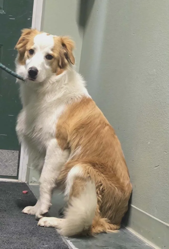 A baby medium-sized male English Shepherd dog named Grover for adoption in Hillsdale, IN