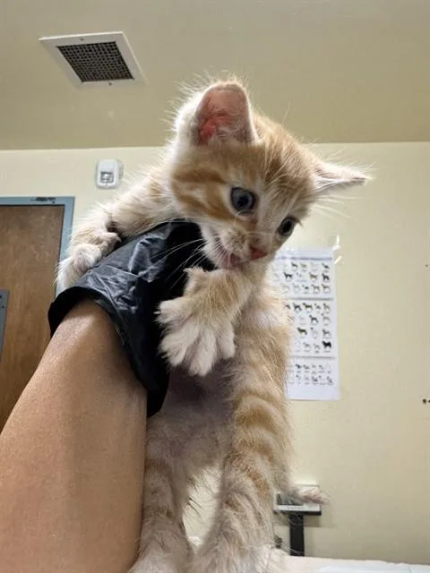 A baby small-sized male Domestic Short Hair cat named Roary for adoption in Fremont, CA
