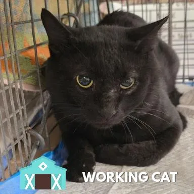 An adult large-sized male Black Domestic Short Hair cat named Mouse Pad for adoption in Sarasota, FL