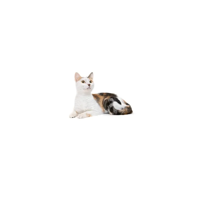 A young medium-sized female Calico Domestic Short Hair cat named Penny for adoption in Playa Vista, CA