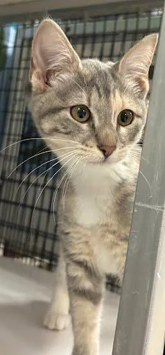 A baby small-sized female Domestic Short Hair cat named Icelyn for adoption in Washington, DC