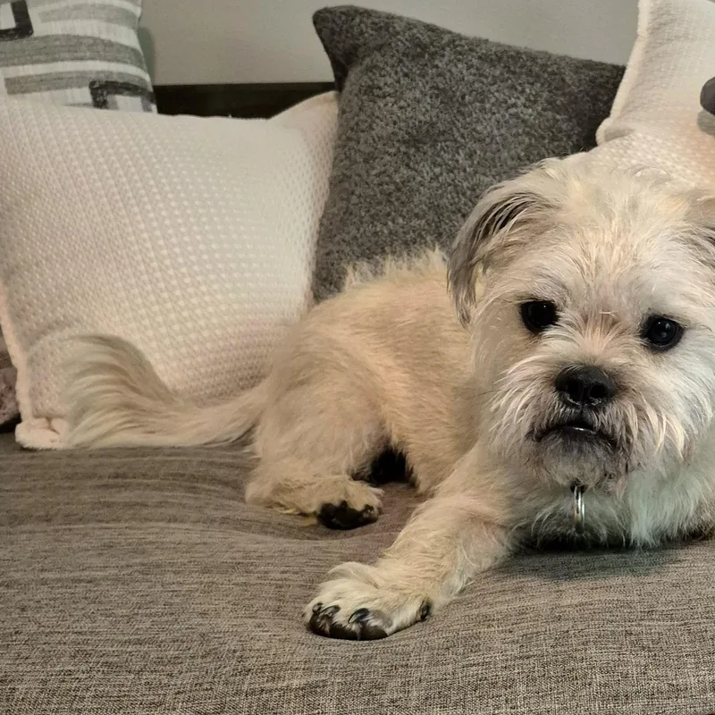Benji Bear thumbnail 2