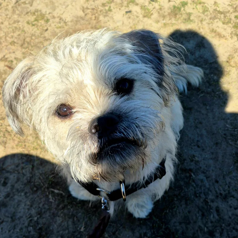 Benji Bear thumbnail 3