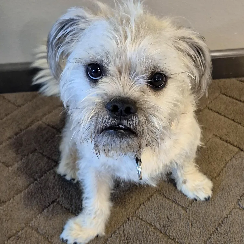 Benji Bear thumbnail 4