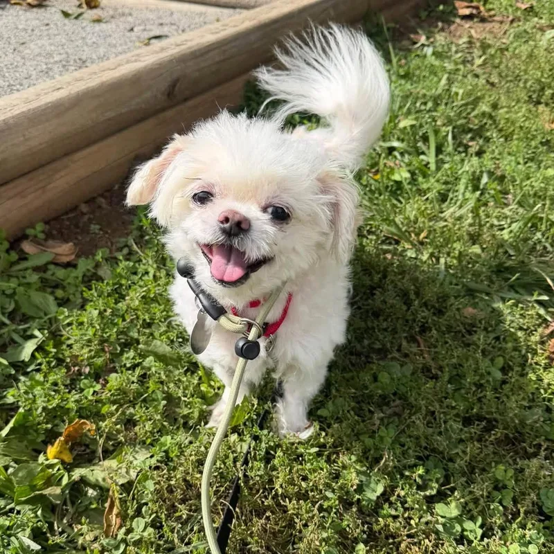 A senior small-sized male Maltese dog named Mega for adoption in Phoenixville, PA