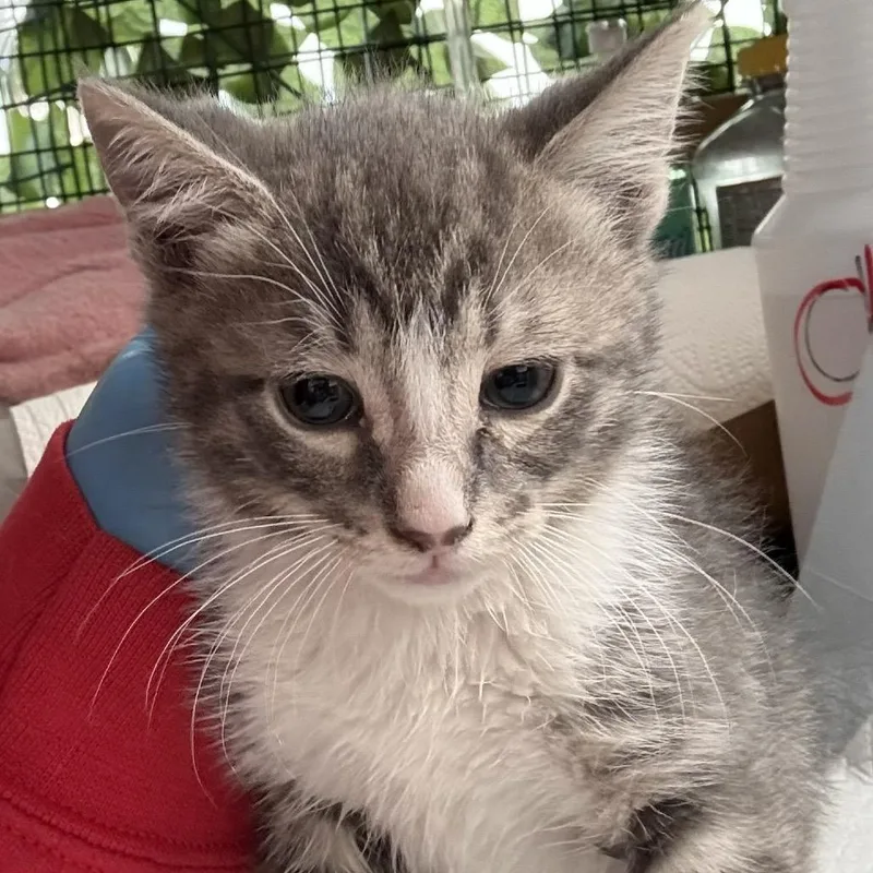 A baby small-sized male Gray / Blue / Silver Domestic Short Hair cat named Ragnar for adoption in Pacific Palisades, CA