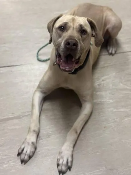An adult extra large-sized female Boerboel dog named Sarabi for adoption in West Chester, PA