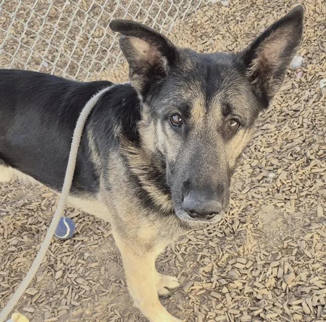 An adult medium-sized male German Shepherd Dog dog named Rocket for adoption in Albuquerque, NM