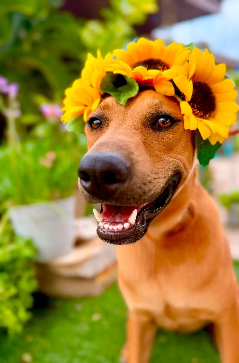 A young medium-sized female Red / Chestnut / Orange Rhodesian Ridgeback dog named Penny for adoption in Gregory, TX