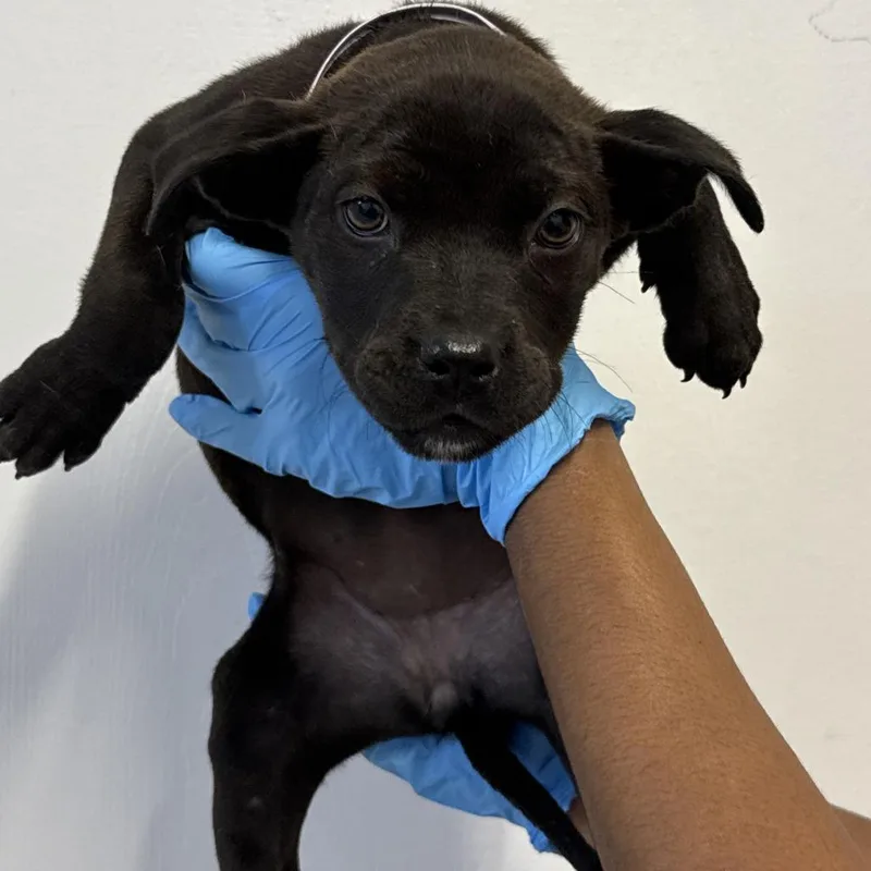 A baby small-sized female Black Labrador Retriever dog named Valkyrie for adoption in Hattiesburg, MS