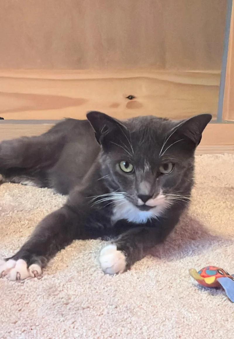 An adult medium-sized male Gray & White Domestic Short Hair cat named Gryason for adoption in Pearland, TX