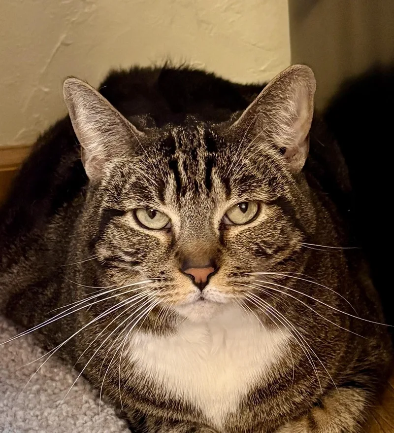 An adult medium-sized female Tabby (Gray / Blue / Silver) Tabby cat named Bonbon for adoption in Prescott, AZ