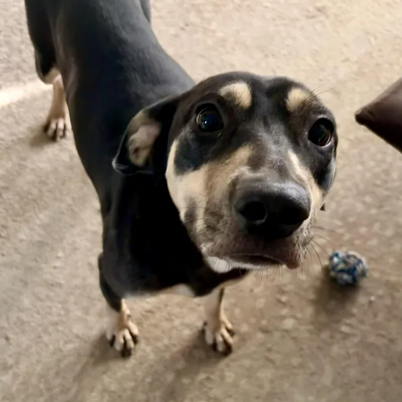 An adult medium-sized female Bicolor Doberman Pinscher dog named Belle for adoption in Pilot Point, TX