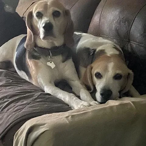 A senior medium-sized female Bicolor Treeing Walker Coonhound dog named Arkyabella for adoption in Mechanic Falls, ME