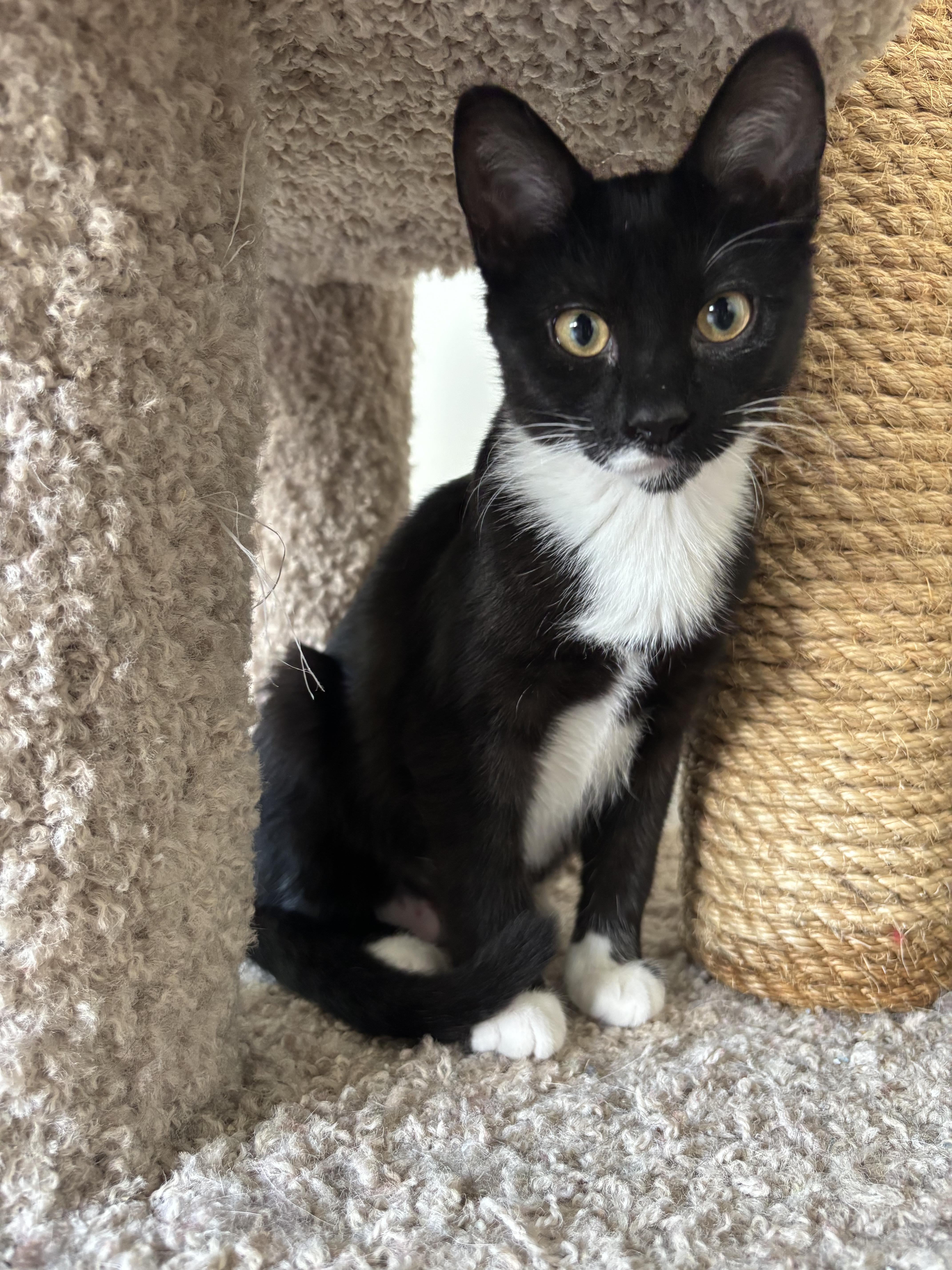 A baby small-sized female Domestic Short Hair cat named Blanky for adoption in Nashville, TN
