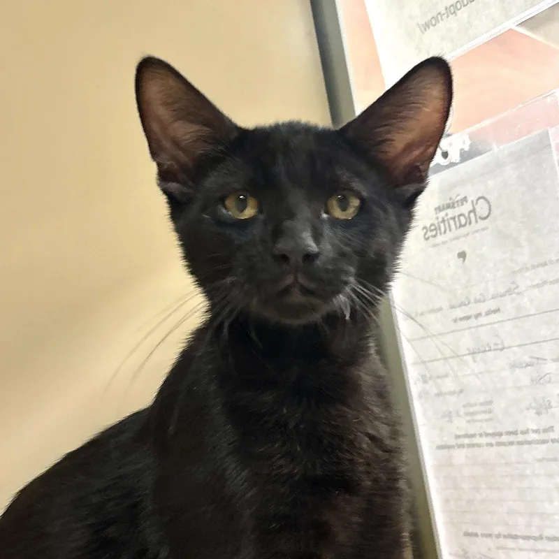 A baby medium-sized male Black Domestic Short Hair cat named Merle for adoption in Sonora, CA