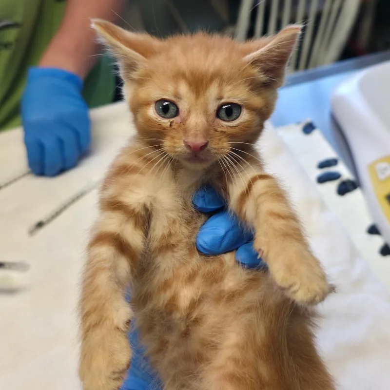 A baby small-sized male Orange / Red Domestic Short Hair cat named Flynn for adoption in Mount Juliet, TN