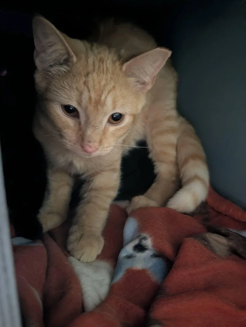 A baby medium-sized male Tabby (Orange / Red) Domestic Short Hair cat named Brian "Johnson" for adoption in Claridge, PA