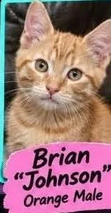 Brian "Johnson" thumbnail 4