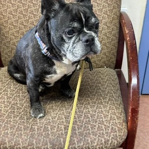 A senior small-sized male Black French Bulldog dog named Pablo for adoption in Lyndhurst, NJ