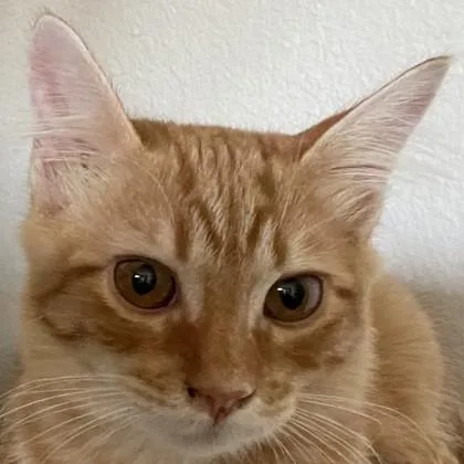 A baby medium-sized female Domestic Short Hair cat named Elk for adoption in Pleasanton, CA