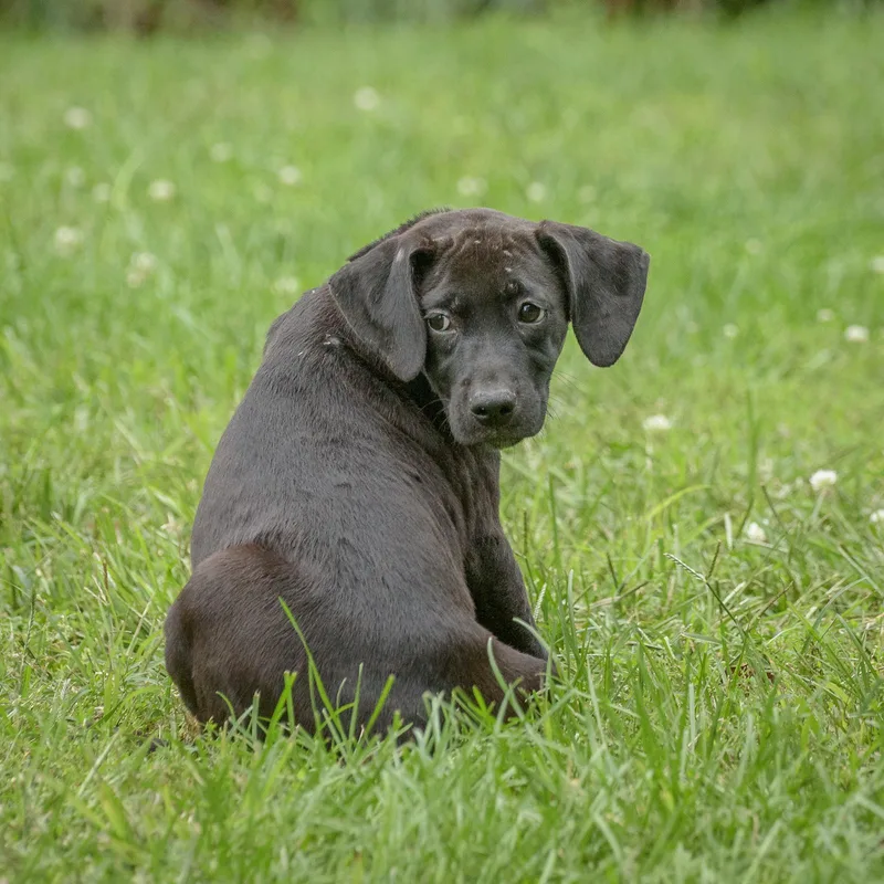 A baby medium-sized female Brown / Chocolate Hound dog named Blossom for adoption in Lambertville, NJ