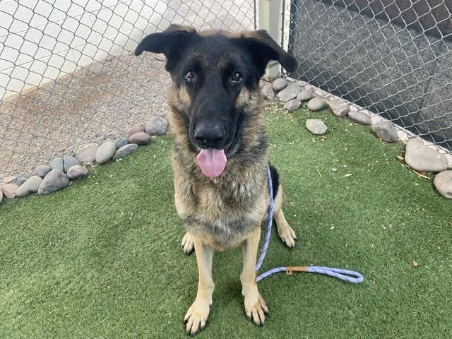 An adult large-sized male German Shepherd Dog dog named Bruno for adoption in Phoenix, AZ