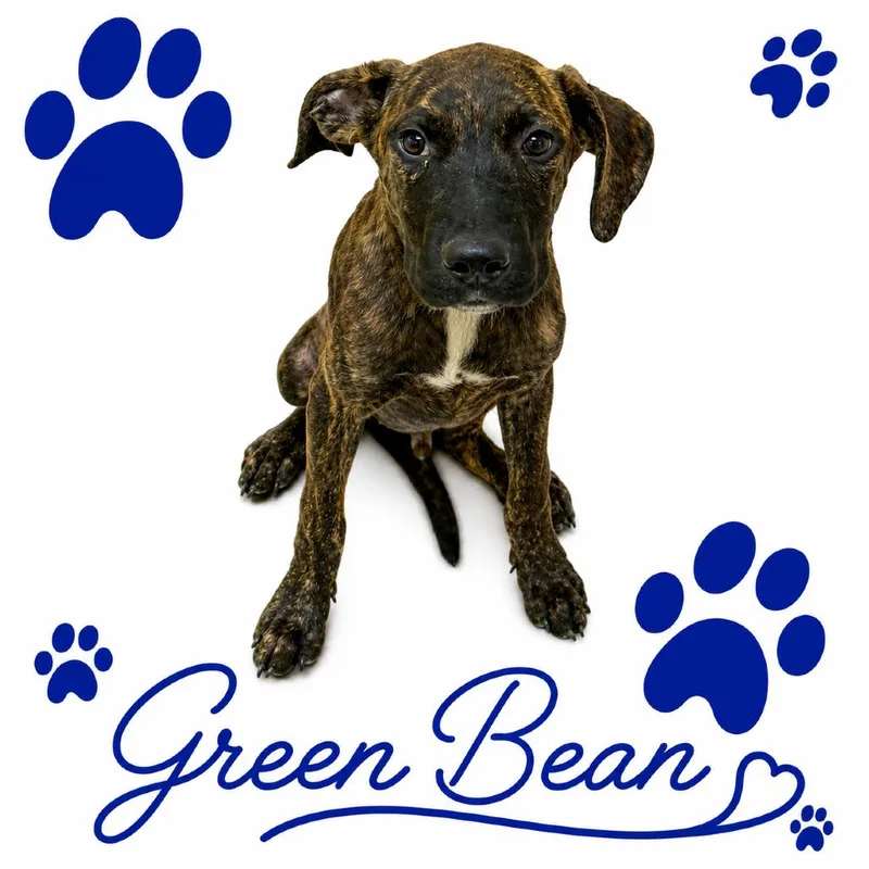 A baby medium-sized male Brown / Chocolate Mixed Breed dog named Green Bean for adoption in Memphis, TN