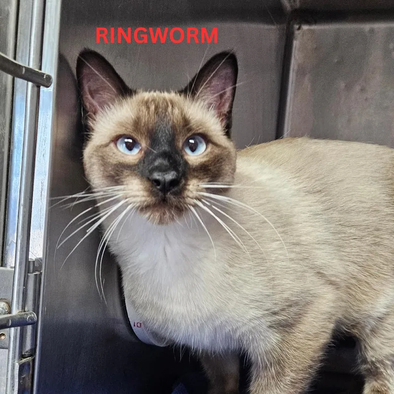 A young small-sized male White Domestic Short Hair cat named Bolt for adoption in Stephenville, TX
